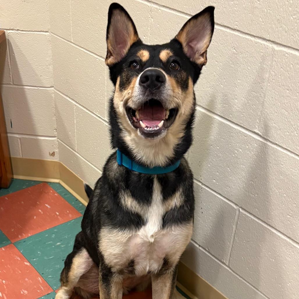 Daniela, a Adoptable Mixed Breed in South Burlington, VT image 3/6