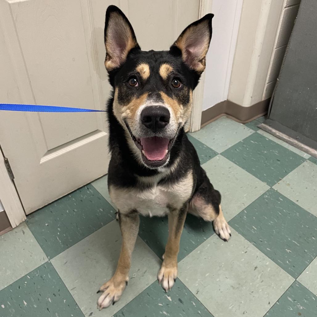 Daniela, a Adoptable Mixed Breed in South Burlington, VT image 4/6
