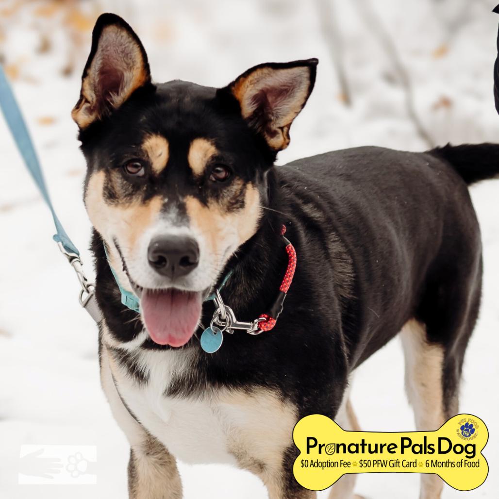 Daniela, a Adoptable Mixed Breed in South Burlington, VT image 5/6