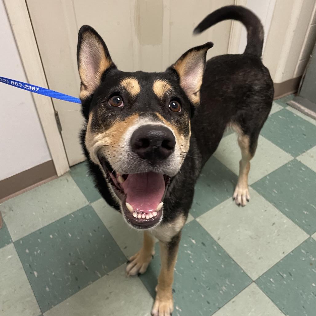 Daniela, a Adoptable Mixed Breed in South Burlington, VT image 6/6