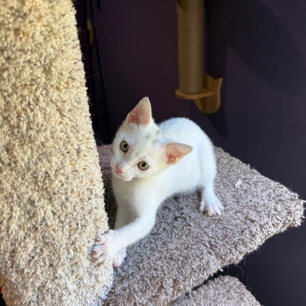 Keke, Adoptable, Kitten Female Domestic Short Hair.