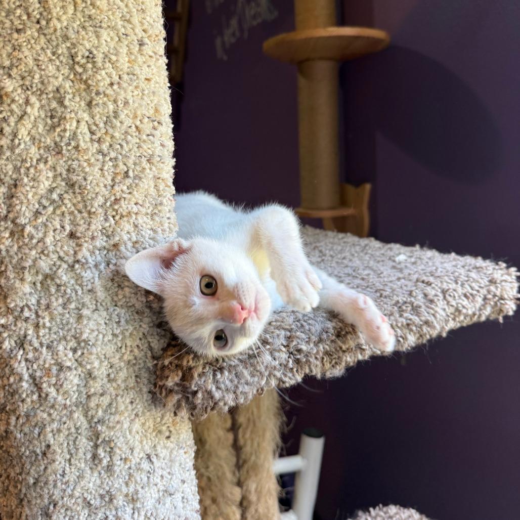 Keke, a Adoptable Domestic Short Hair in Redmond, WA image 2/3