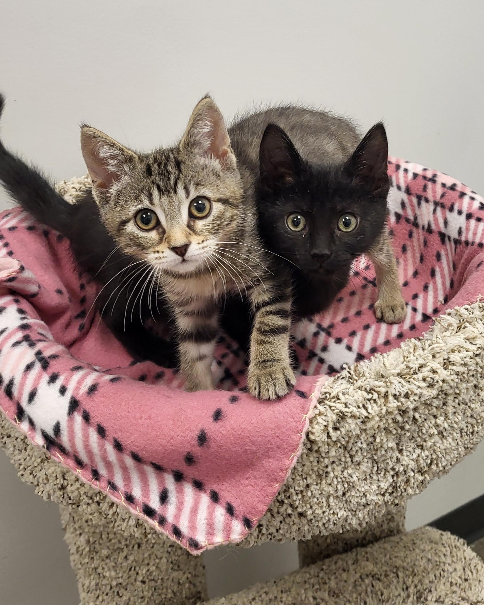 Enlarge Eddard Stark, an adopted Domestic Short Hair in Grayslake, IL image 3/4