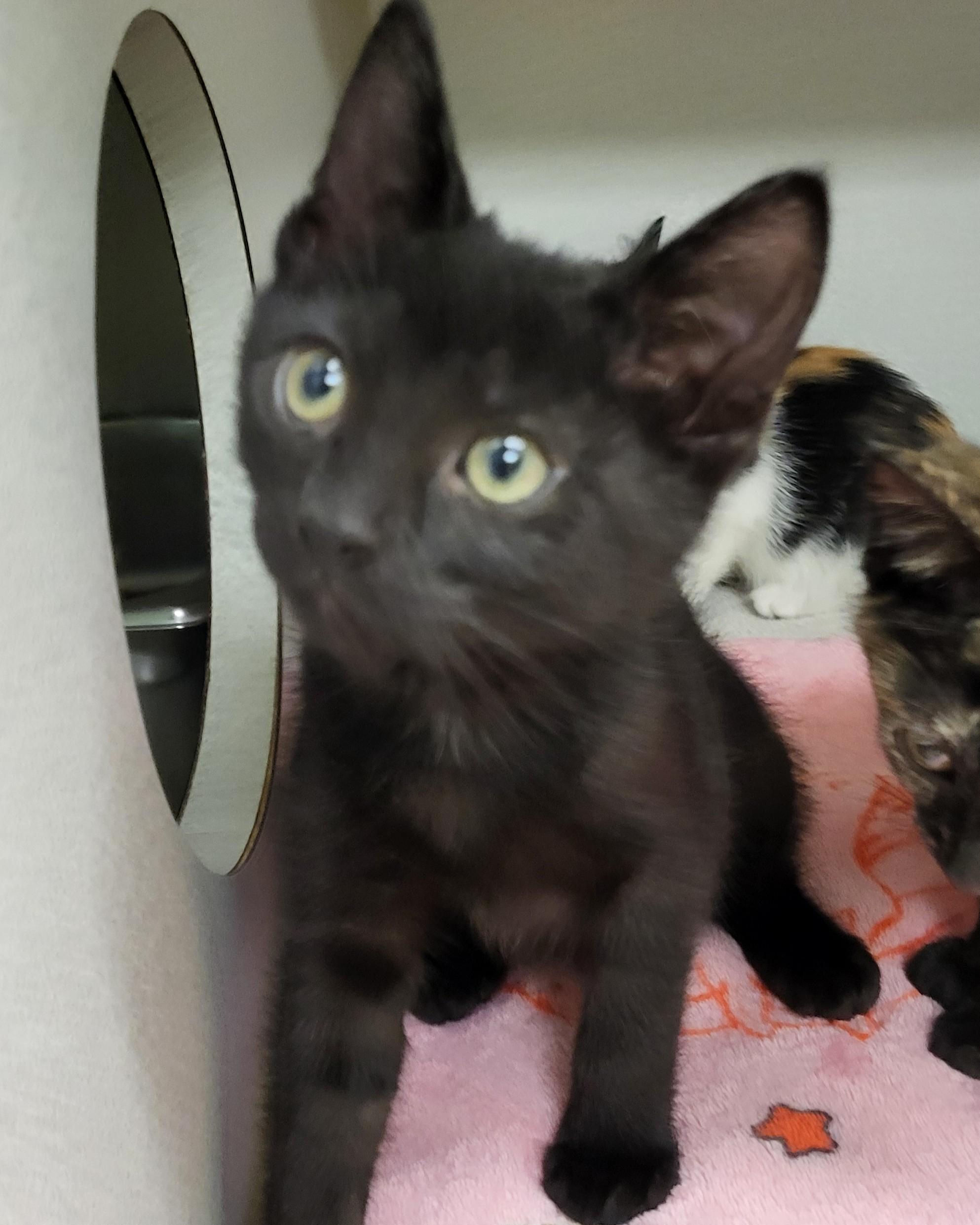 Enlarge Eddard Stark, an adopted Domestic Short Hair in Grayslake, IL image 4/4