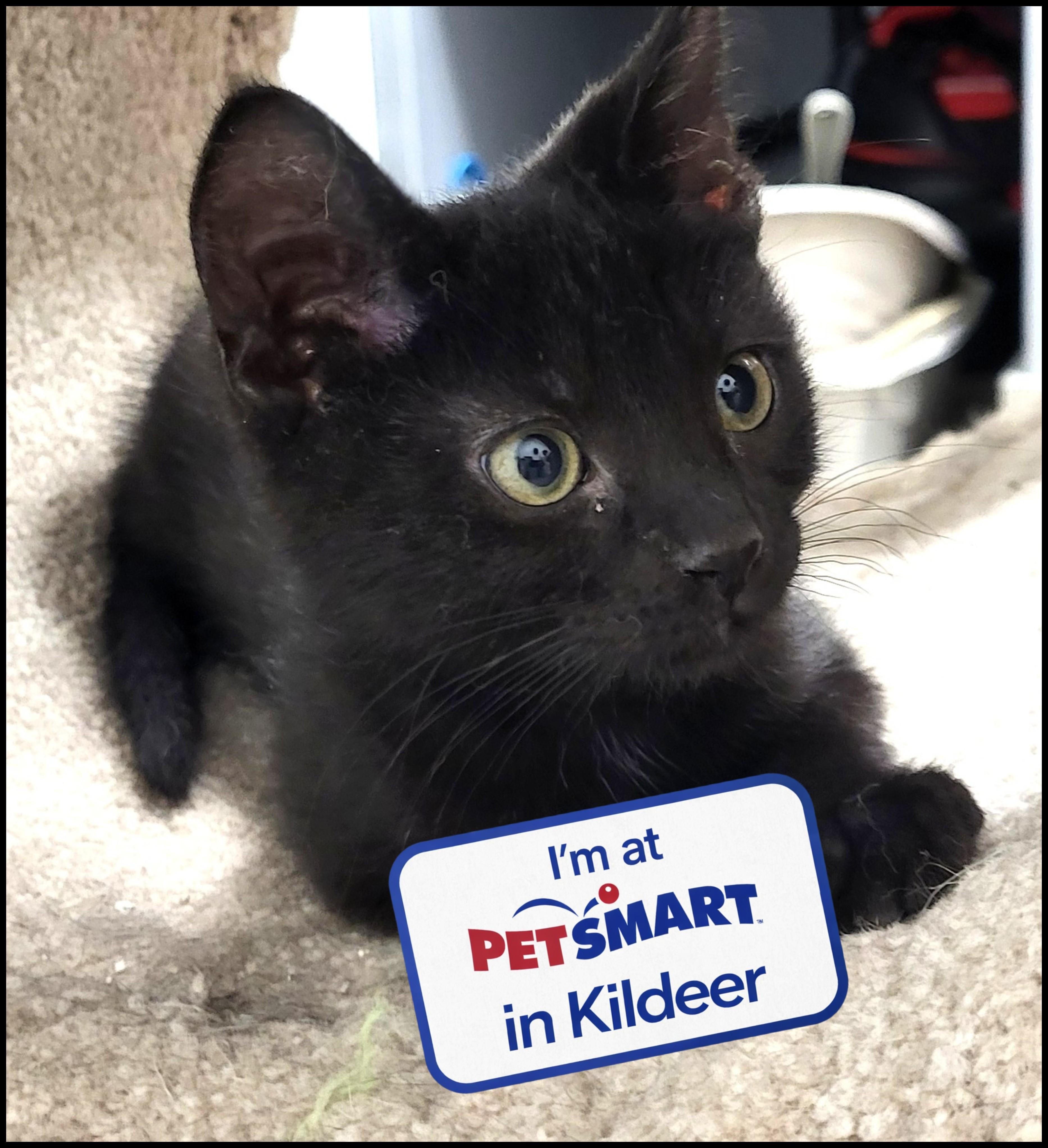 Eddard Stark, adopted, Kitten Male Domestic Short Hair.