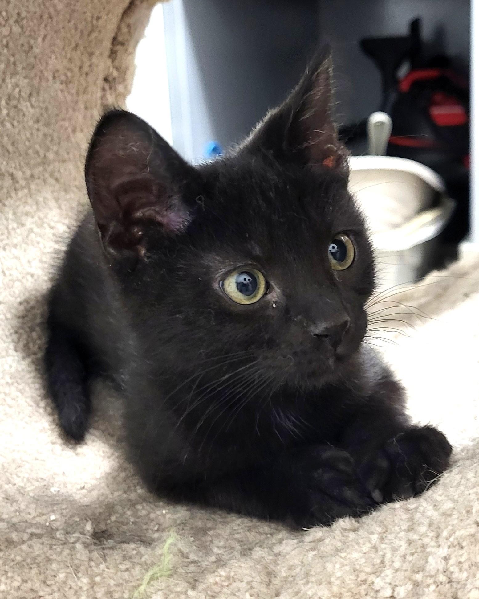Enlarge Eddard Stark, an adopted Domestic Short Hair in Grayslake, IL image 2/4