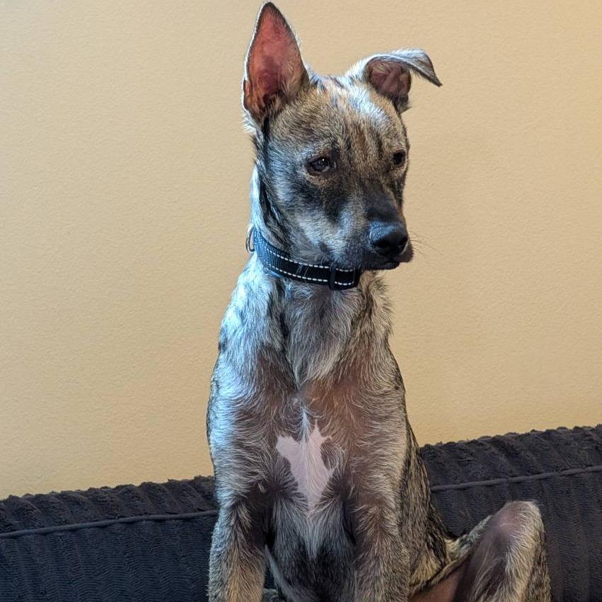 Ferris, a Adoptable mixed breed in Alma, WI image 1/6