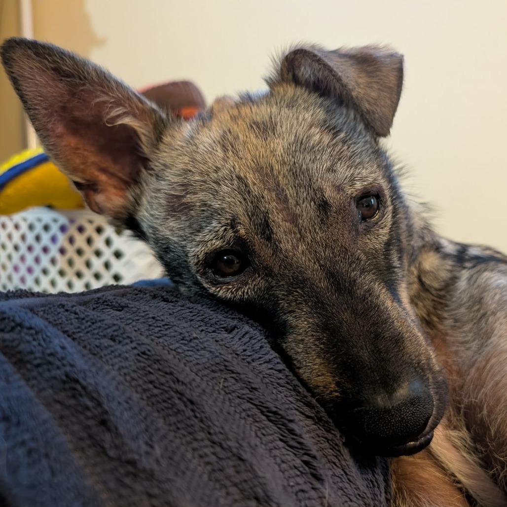 Ferris, a Adoptable mixed breed in Alma, WI image 2/6