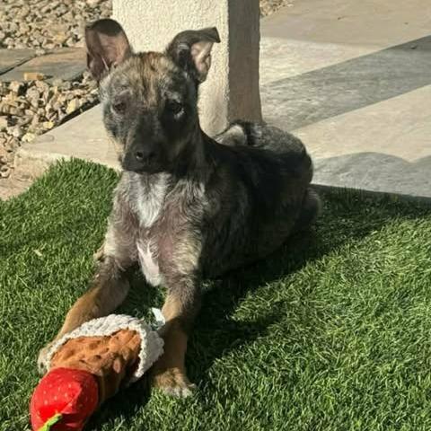 Ferris, a Adoptable mixed breed in Alma, WI image 2/6
