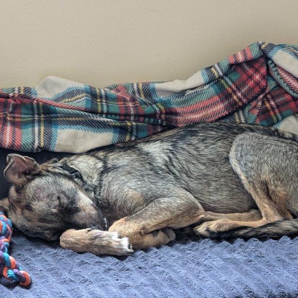 Ferris, a Adoptable mixed breed in Alma, WI image 4/6