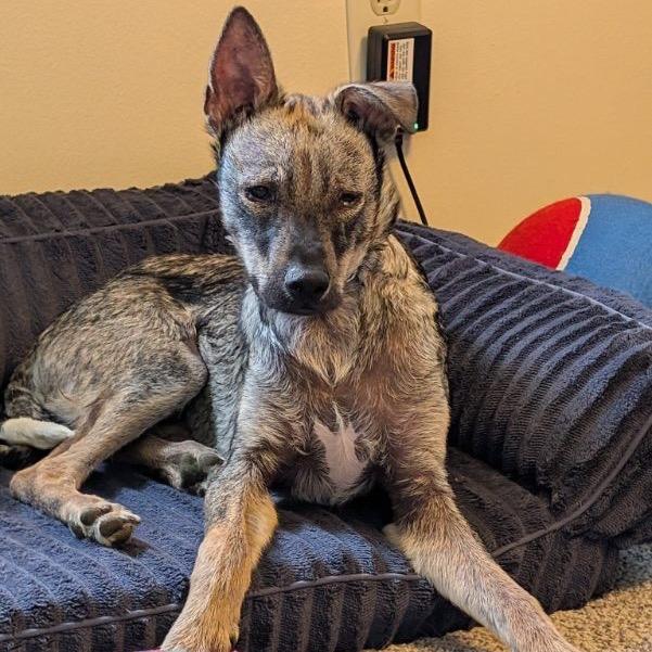 Ferris, a Adoptable mixed breed in Alma, WI image 5/6