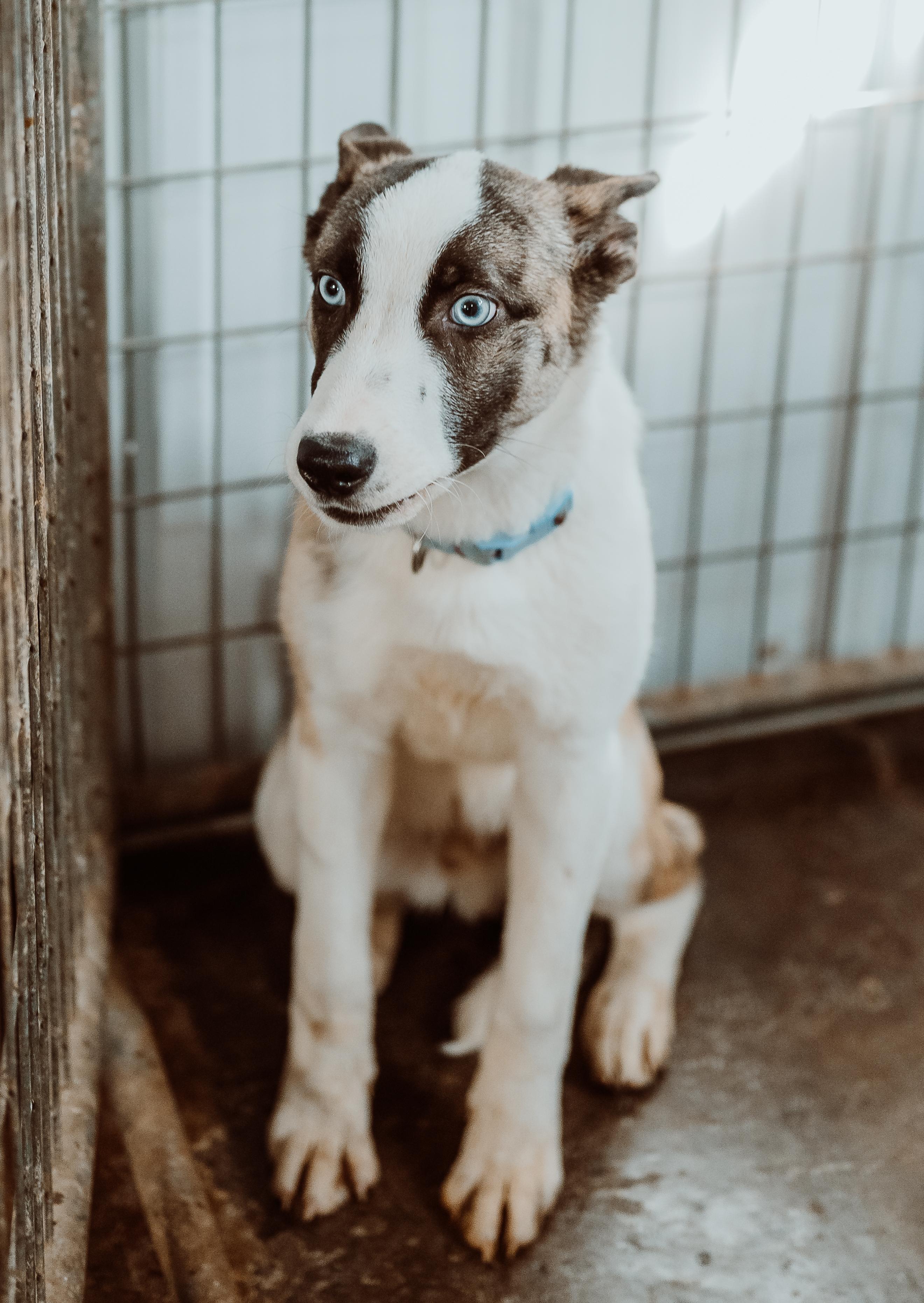 Enlarge Rocky Blue, an adopted mixed breed in Le Mars, IA image 1/1