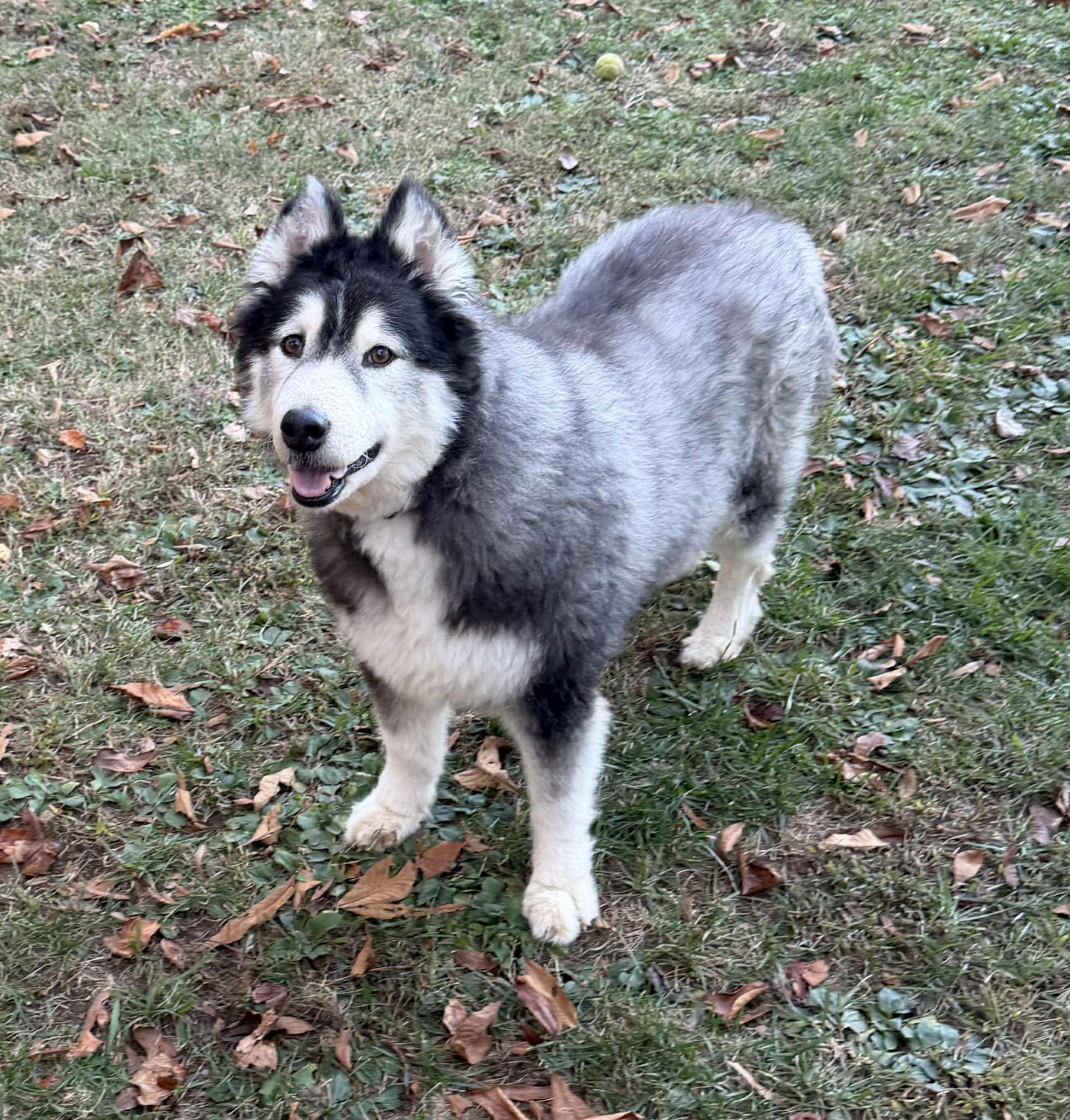 Fluff The Shaved Husky