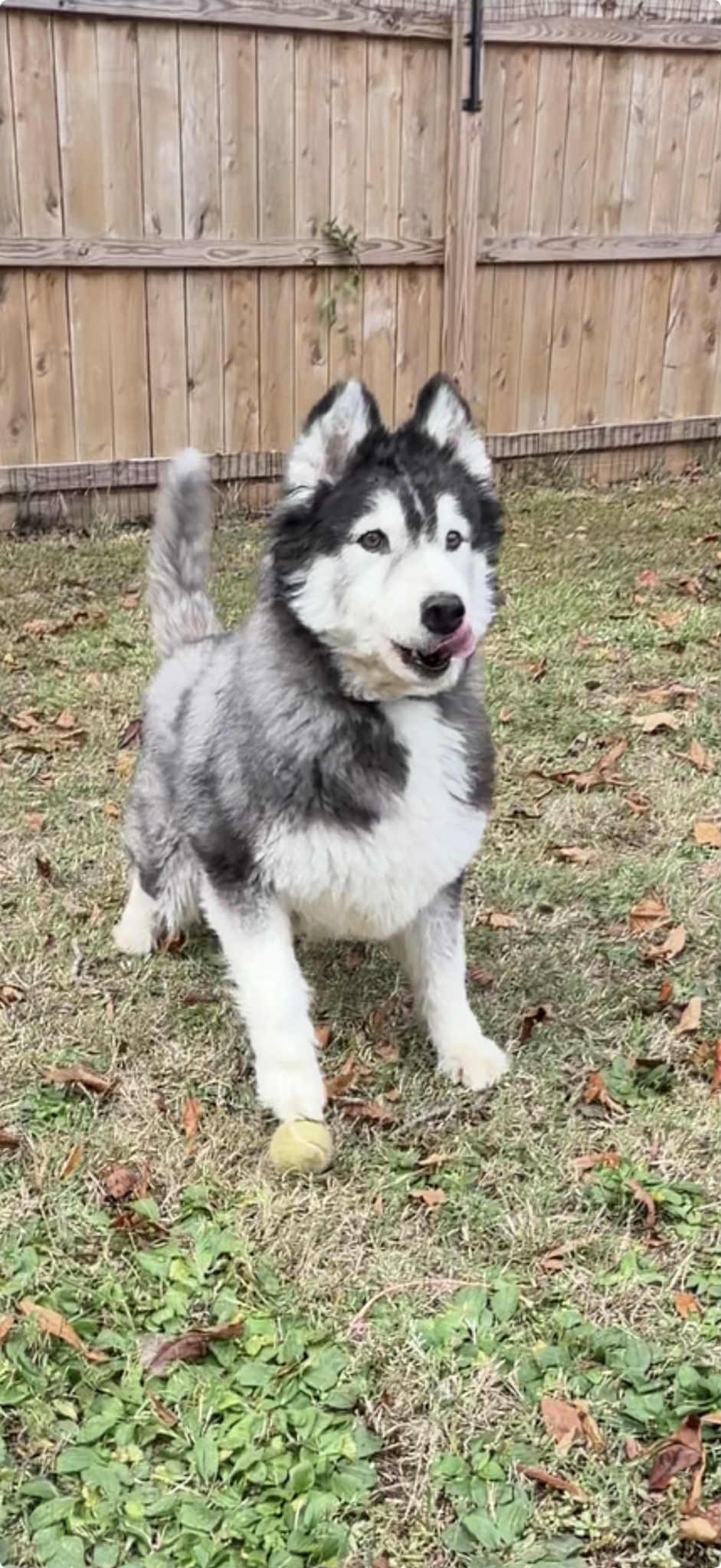 Fluff the shaved Husky, an adoptable Siberian Husky, Alaskan Malamute in Missoula, MT, 59803 | Photo Image 3