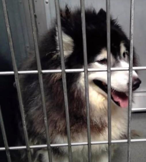 Fluff the shaved Husky, adoptable, Adult Male Siberian Husky & Alaskan Malamute.