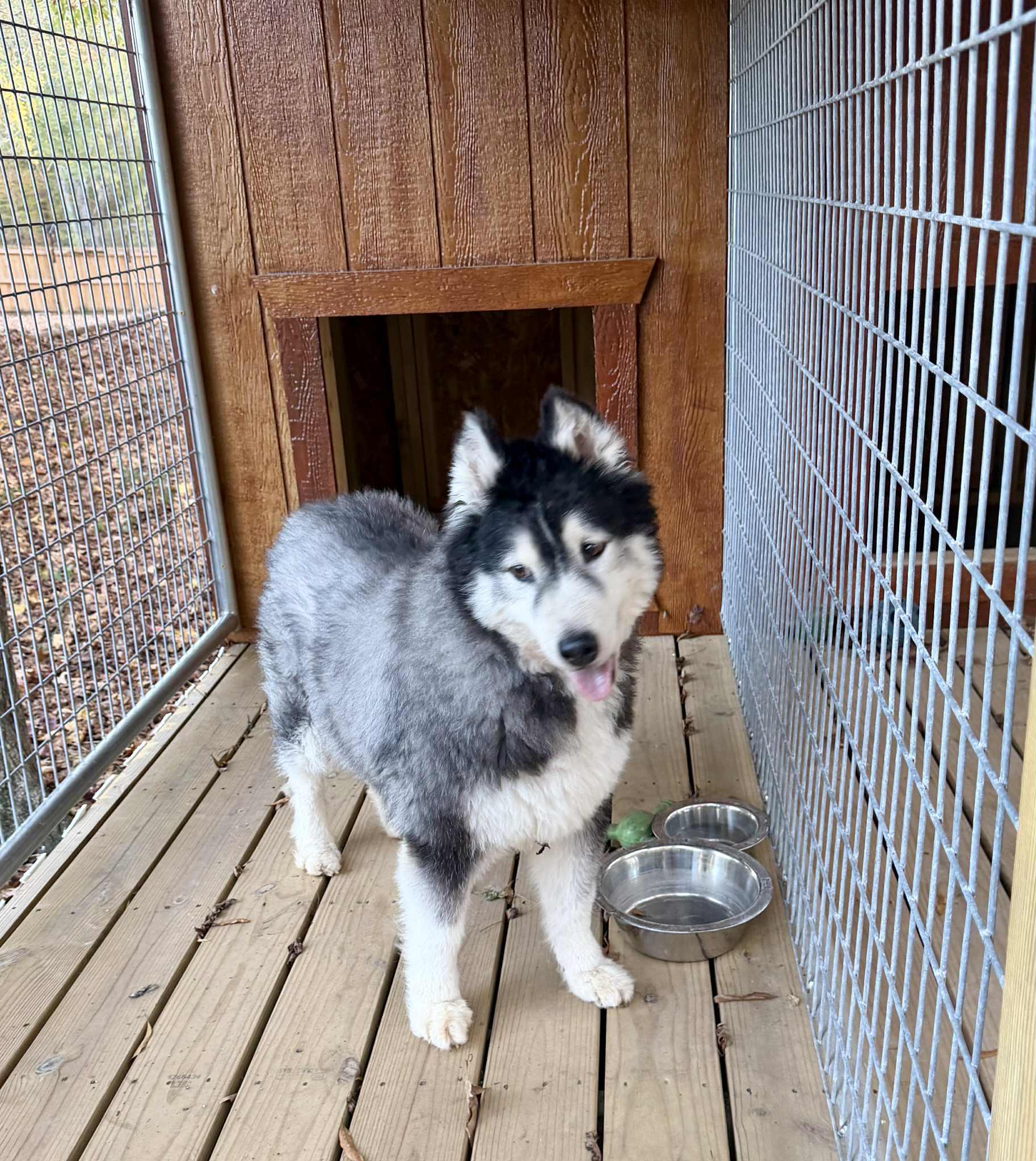 Fluff The Shaved Husky thumbnail 5