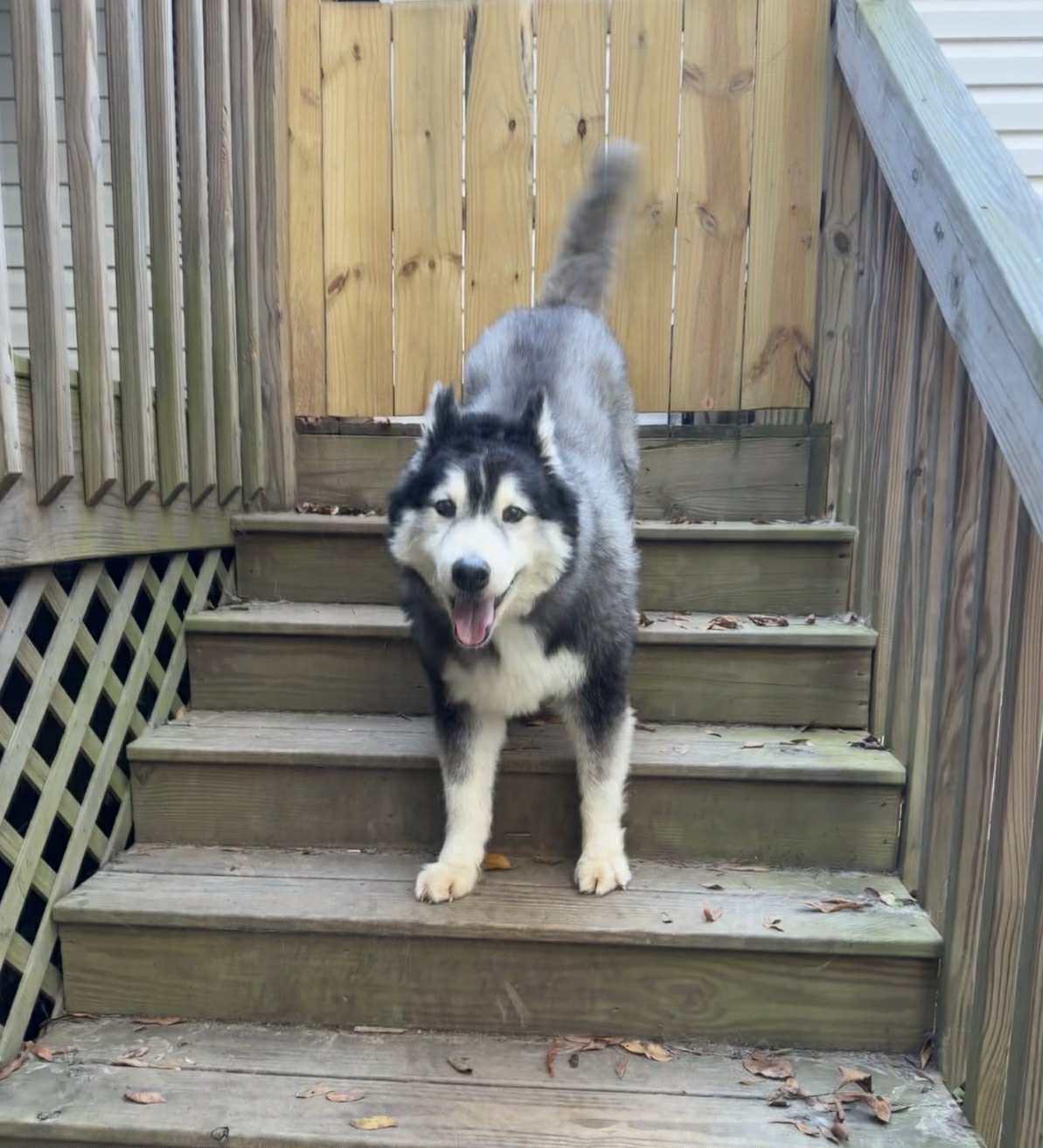 Fluff The Shaved Husky thumbnail 4