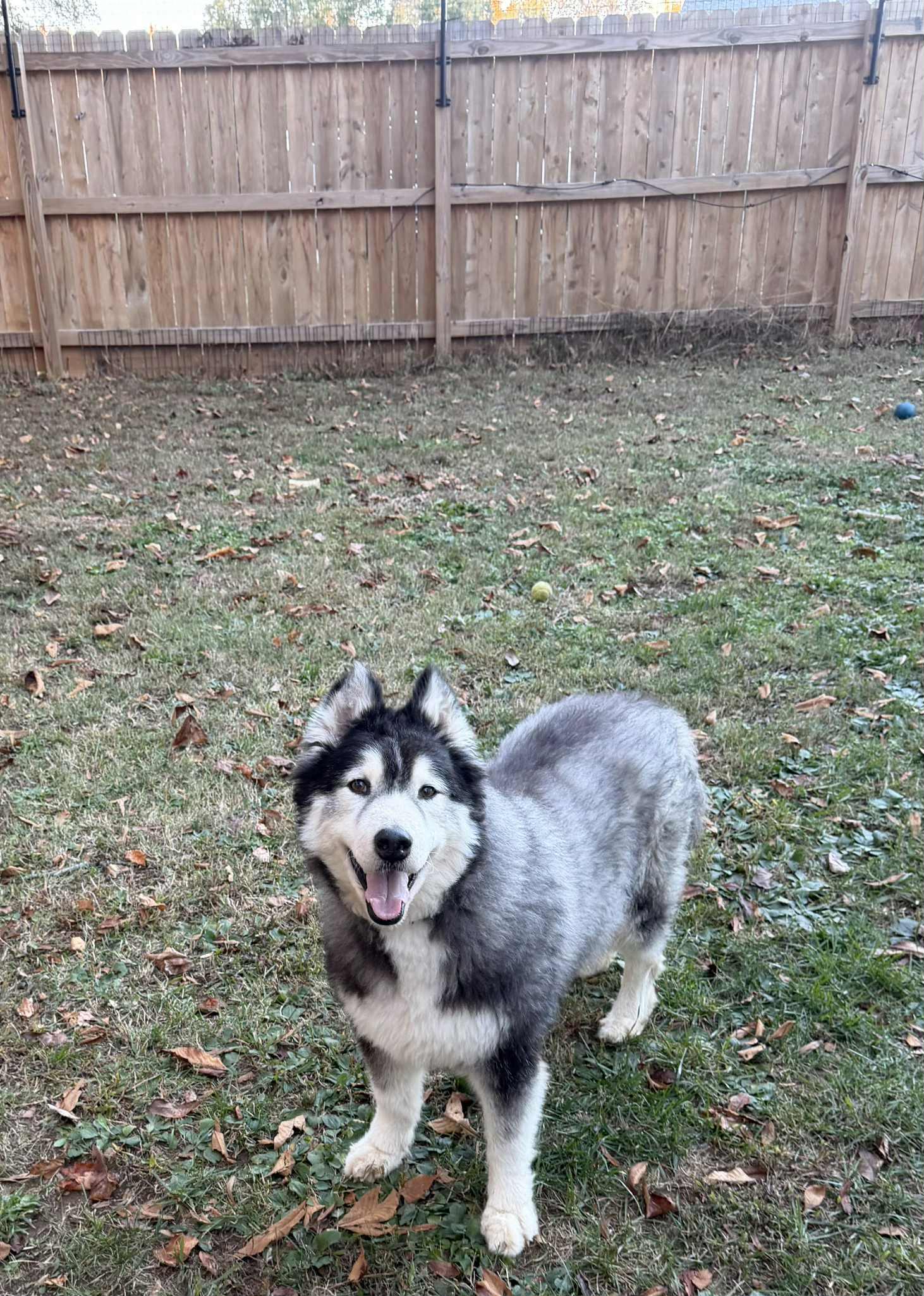 Fluff the shaved Husky, an adoptable Siberian Husky, Alaskan Malamute in Missoula, MT, 59803 | Photo Image 6
