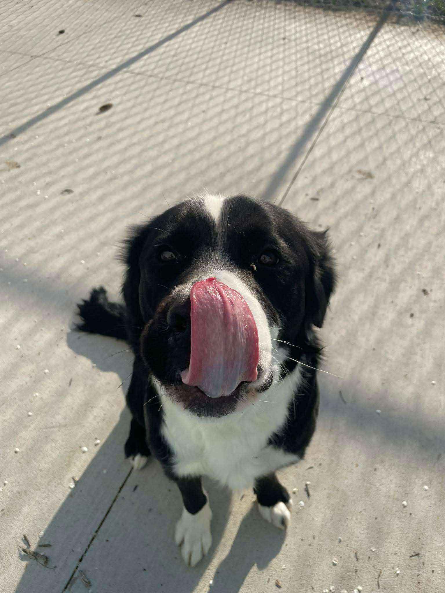 Enlarge Fin, a Adoptable mixed breed in Kalamazoo, MI image 2/3