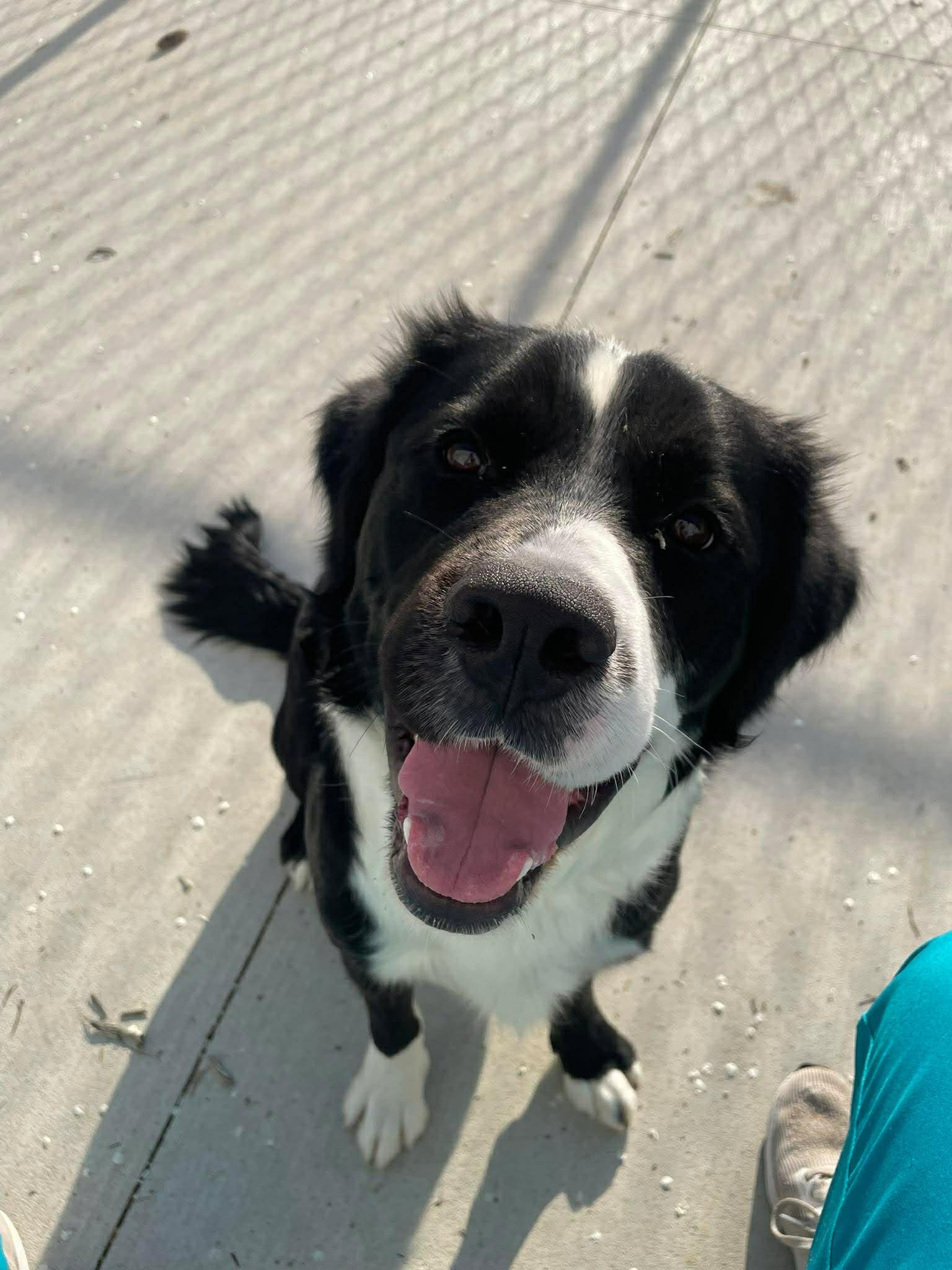 Enlarge Fin, a Adoptable mixed breed in Kalamazoo, MI image 1/3