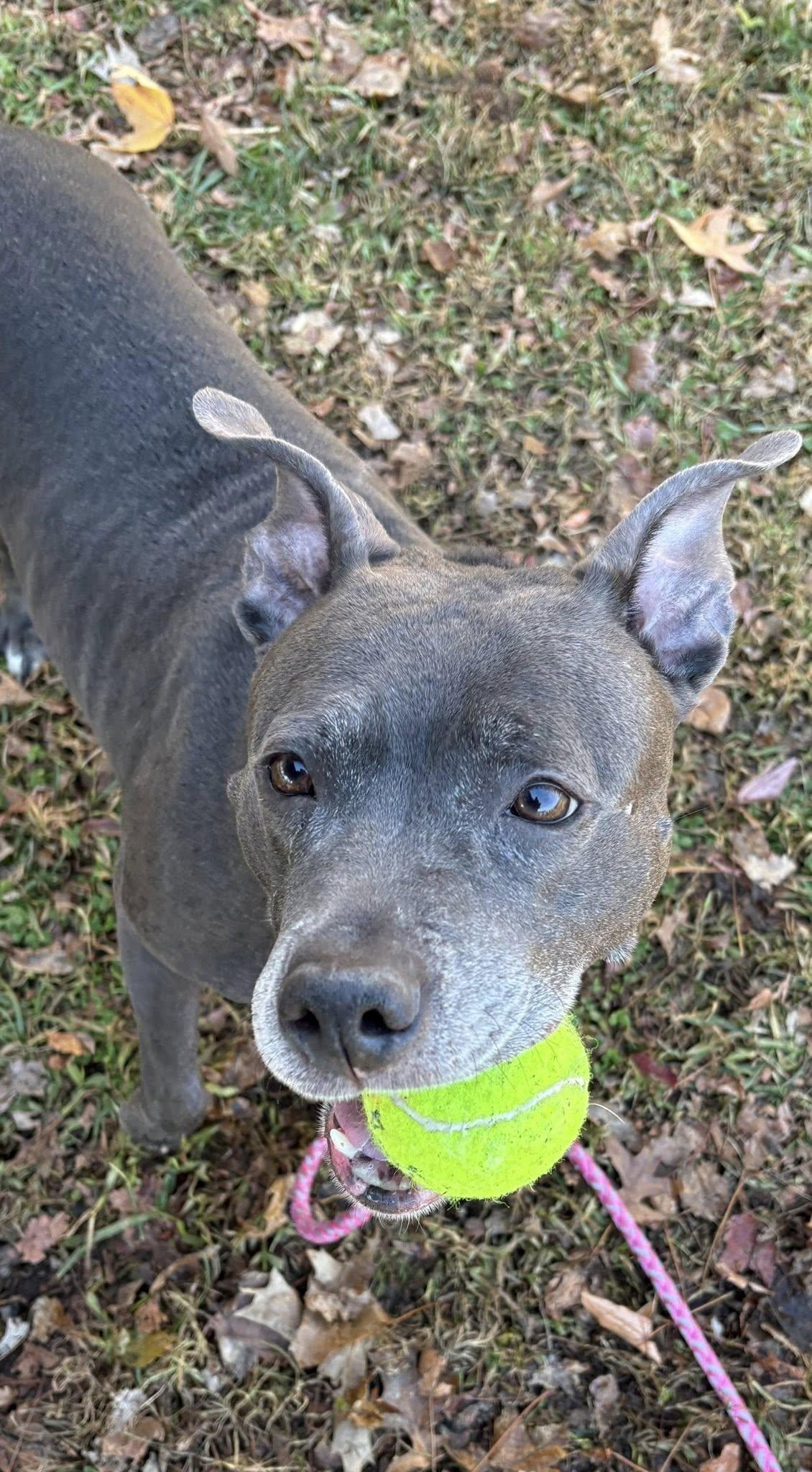 Enlarge Bailey, a Adoptable Pit Bull Terrier in New Castle, DE image 1/3