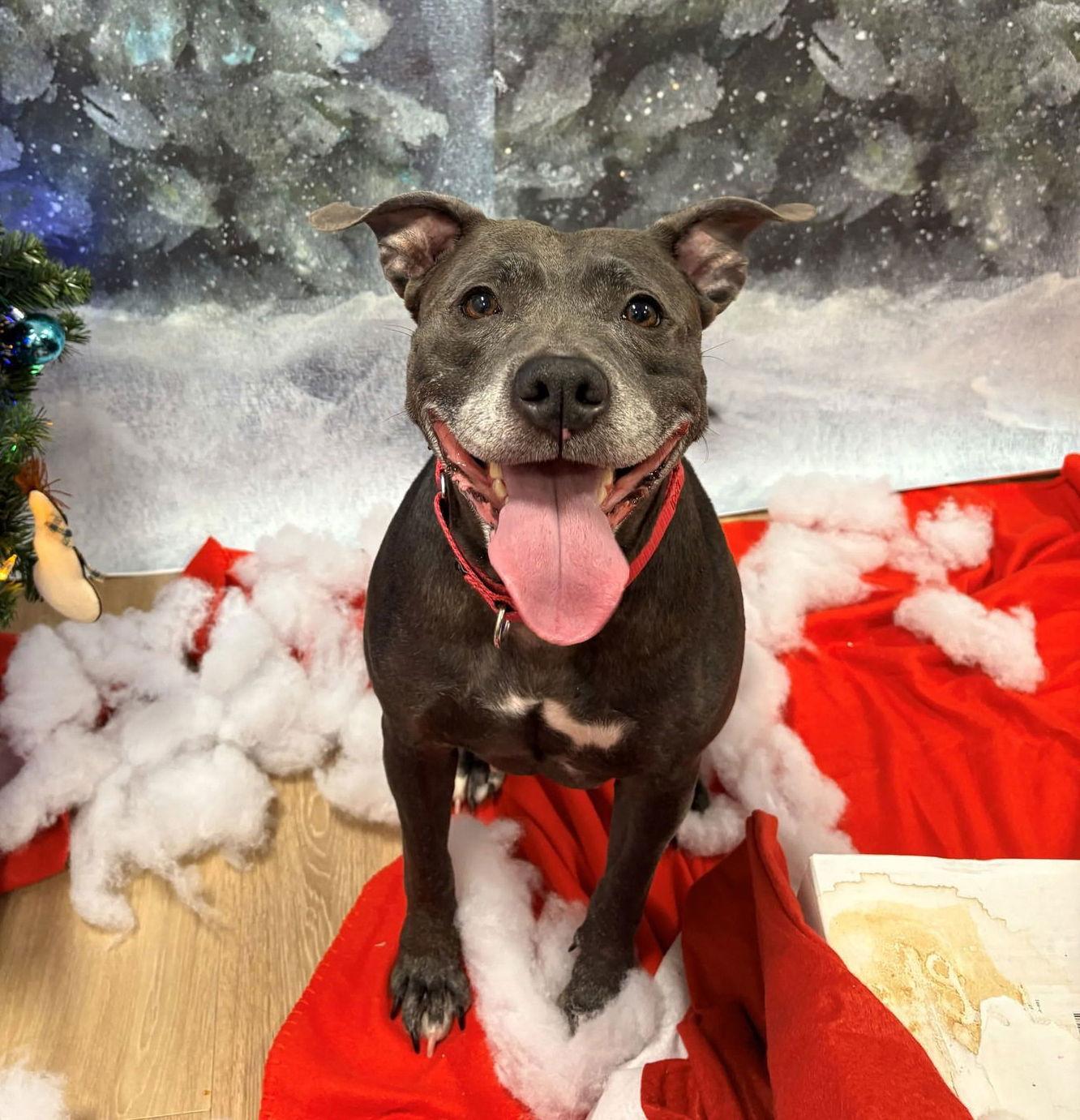 Enlarge Bailey, a Adoptable Pit Bull Terrier in New Castle, DE image 2/3