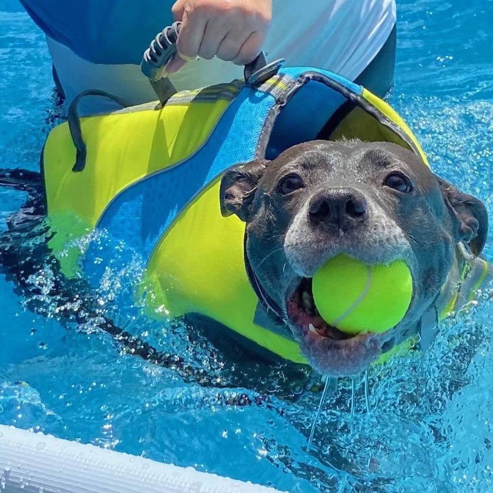 Enlarge Bailey, a Adoptable Pit Bull Terrier in New Castle, DE image 3/3