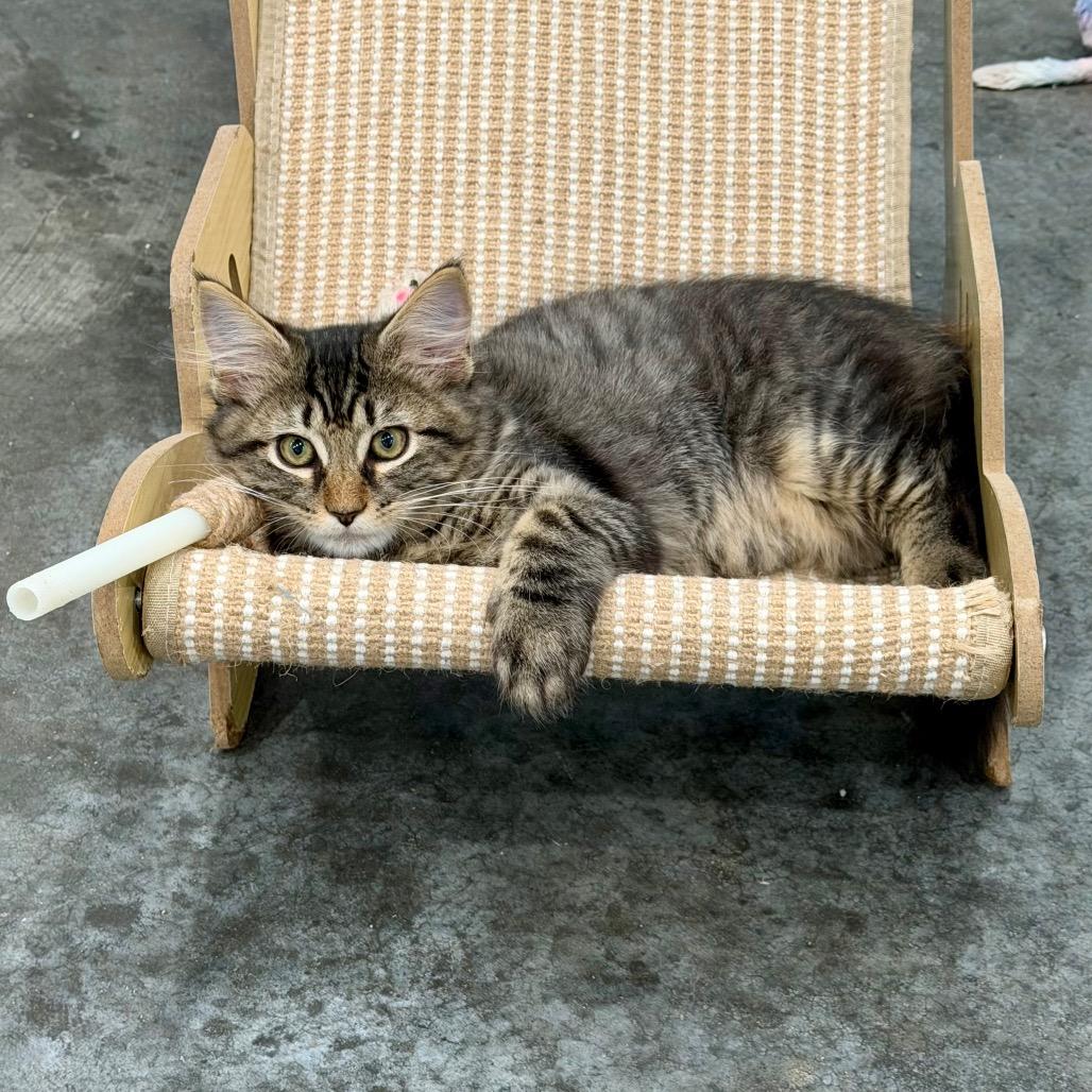 Enlarge Mouse, a Adoptable Domestic Medium Hair in Fairmont, WV image 1/3