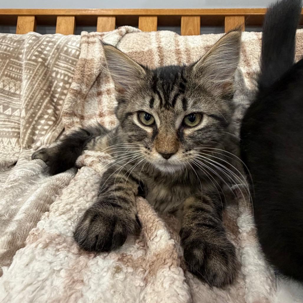 Enlarge Mouse, a Adoptable Domestic Medium Hair in Fairmont, WV image 2/3