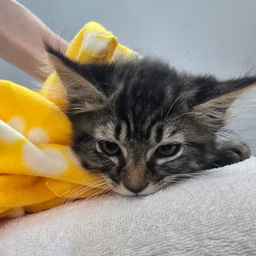Enlarge Mouse, a Adoptable Domestic Medium Hair in Fairmont, WV image 3/3