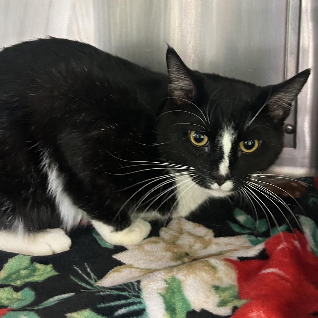 Enlarge T-Rex, a Adoptable Domestic Short Hair in Emporia, KS image 1/3