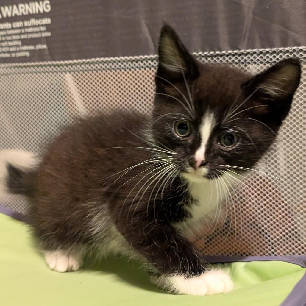 Enlarge T-Rex, a Adoptable Domestic Short Hair in Emporia, KS image 3/3