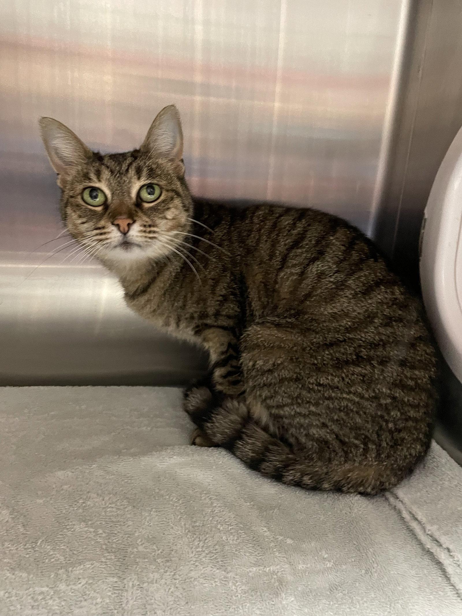 Allie, Adoptable, Adult Female Tabby & Domestic Short Hair.