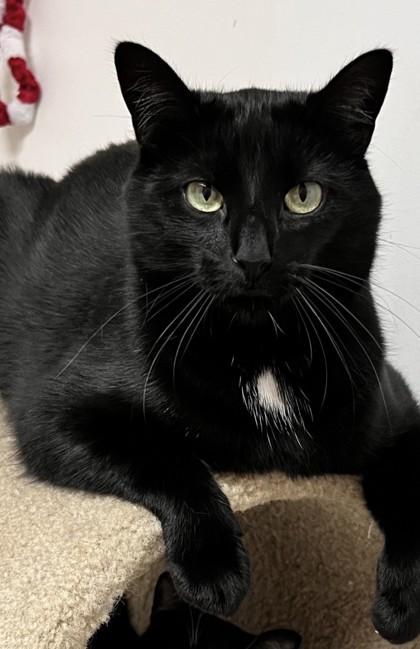 Oliver, Adoptable, Kitten Male Domestic Short Hair & Domestic Short Hair.
