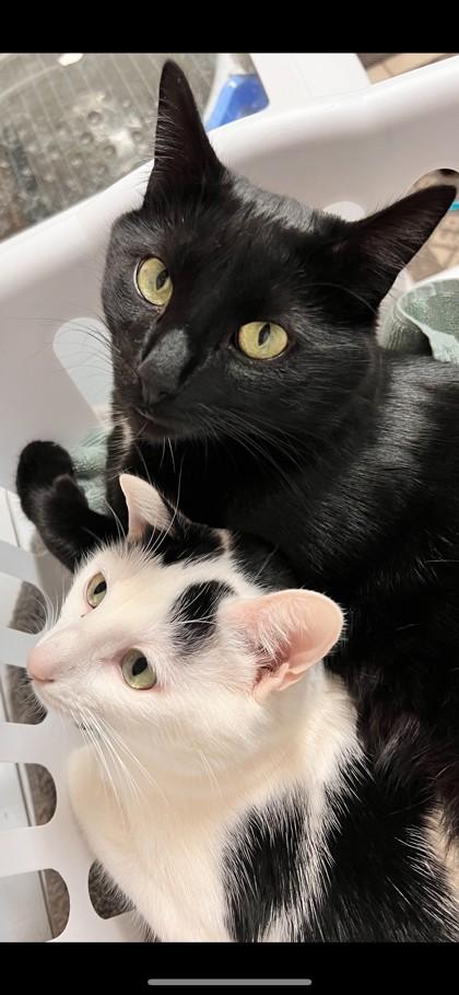 Oliver, a Adoptable Domestic Short Hair in Hastings, MN image 2/3
