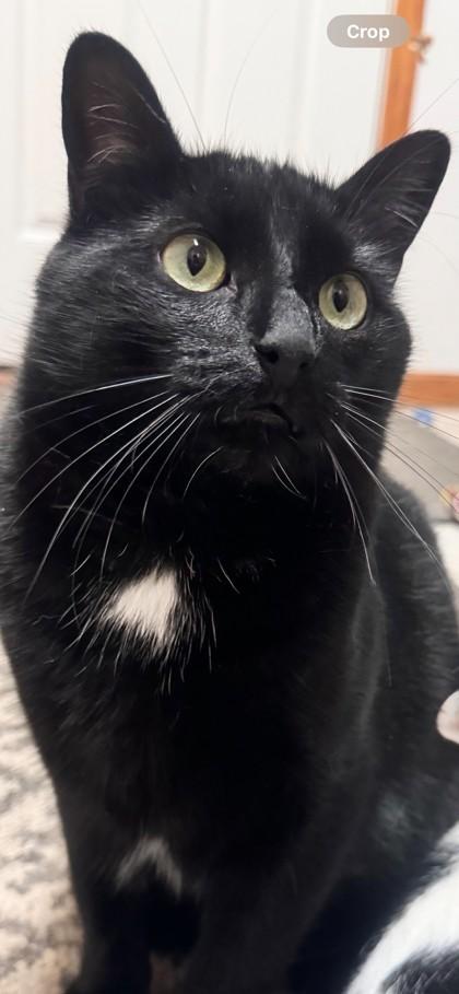 Oliver, a Adoptable Domestic Short Hair in Hastings, MN image 3/3