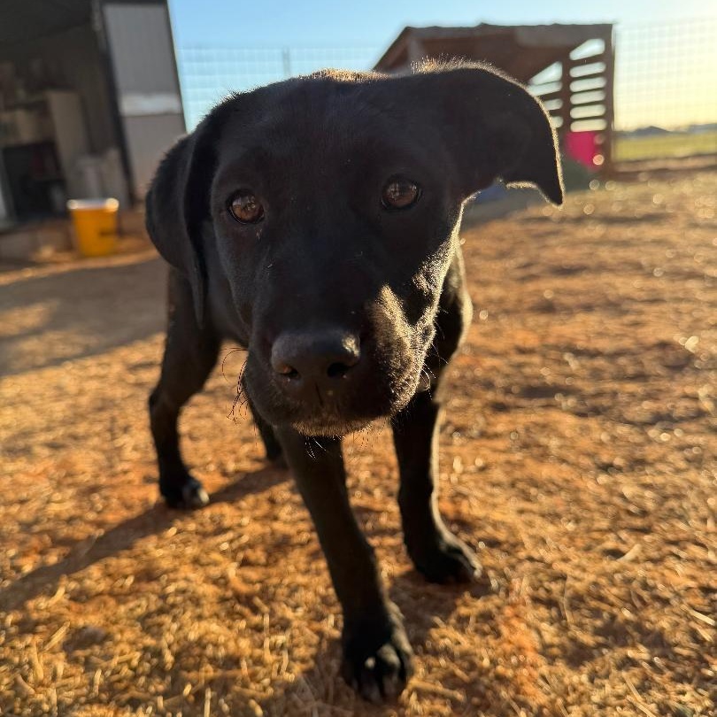 Ashland, an adopted mixed breed in Sentinel, OK image 2/3