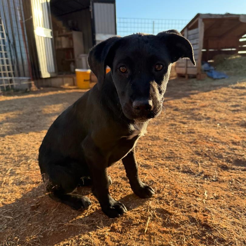 Ashland, an adopted mixed breed in Sentinel, OK image 1/3