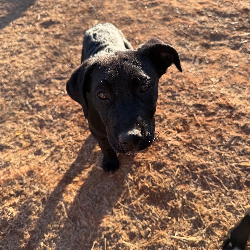 Ashland, an adopted mixed breed in Sentinel, OK image 3/3