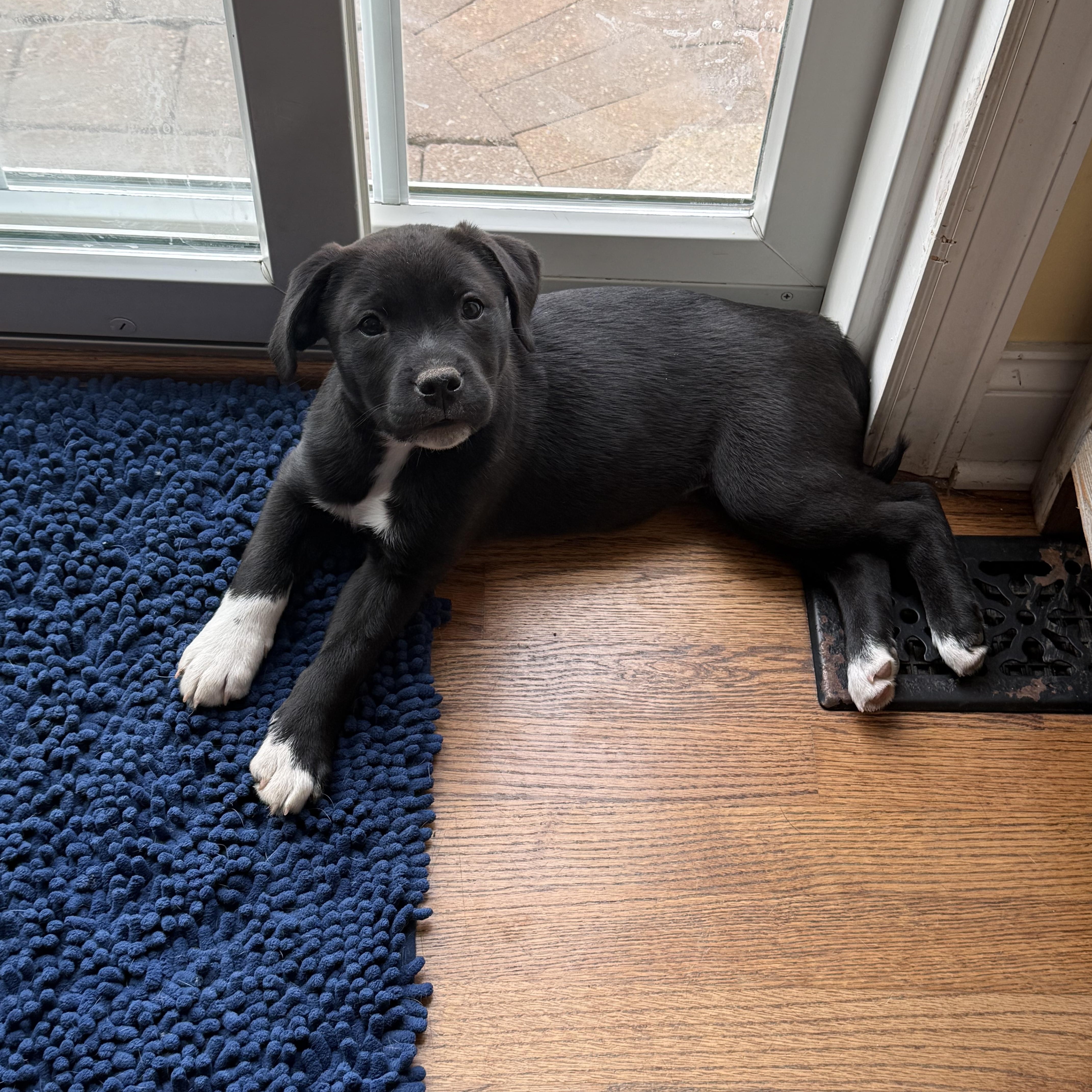 Haze, Adoptable, Puppy Male Golden Retriever.