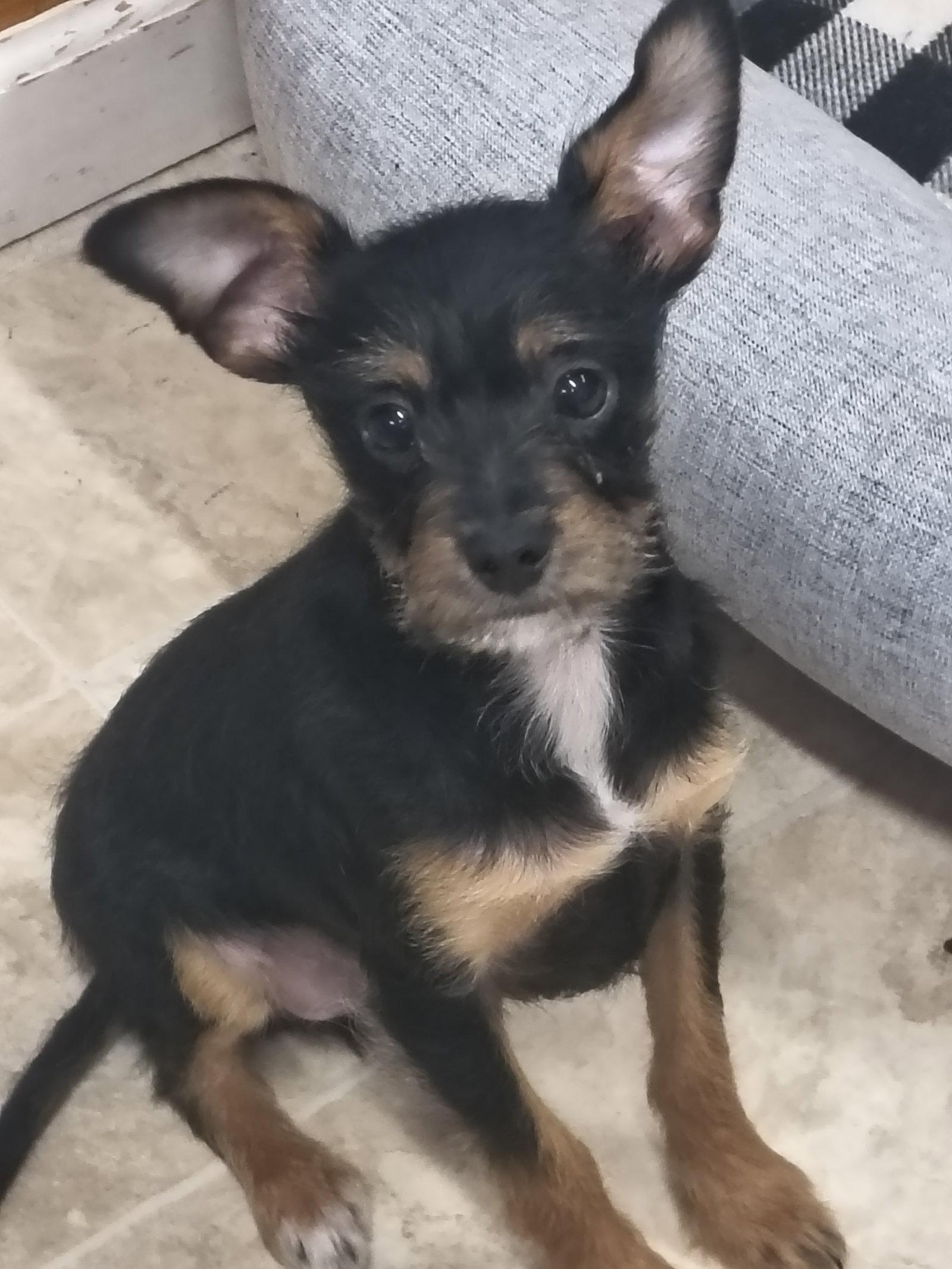 Jace, Adopted, Puppy Male Wire Fox Terrier & Chihuahua.