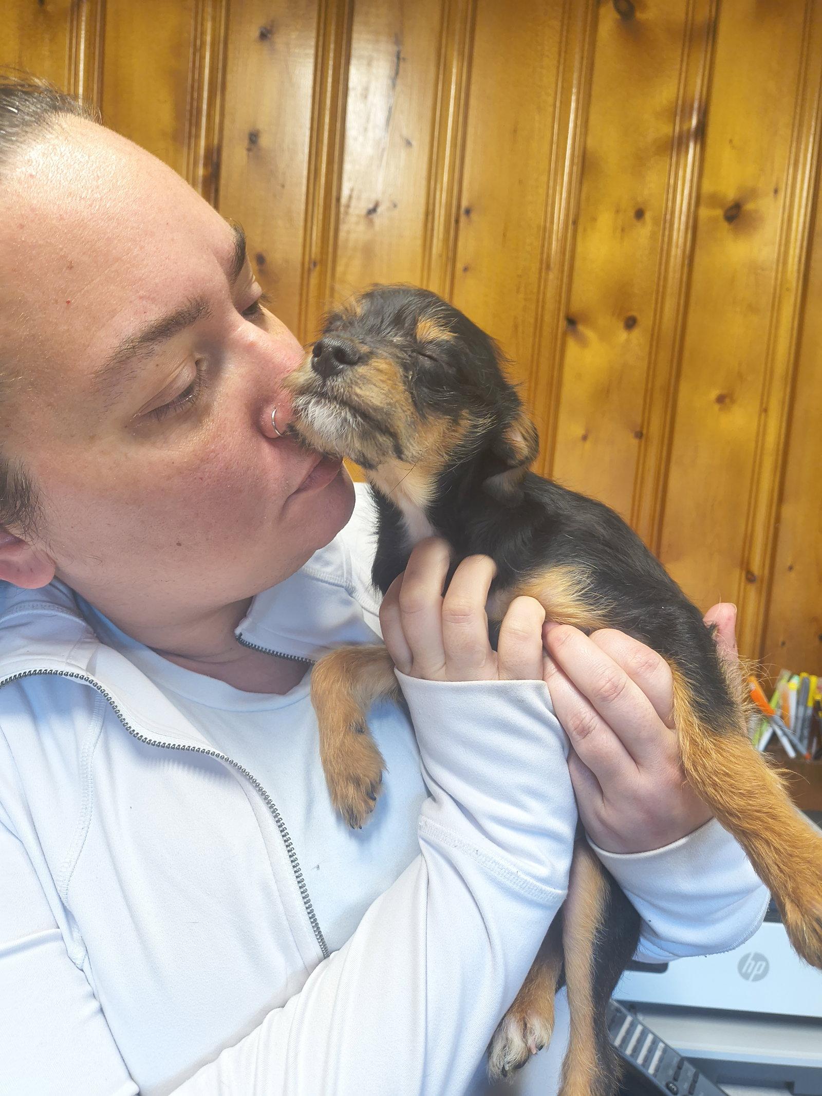 Enlarge Jace, a Adopted mixed breed in Raleigh, NC image 2/3