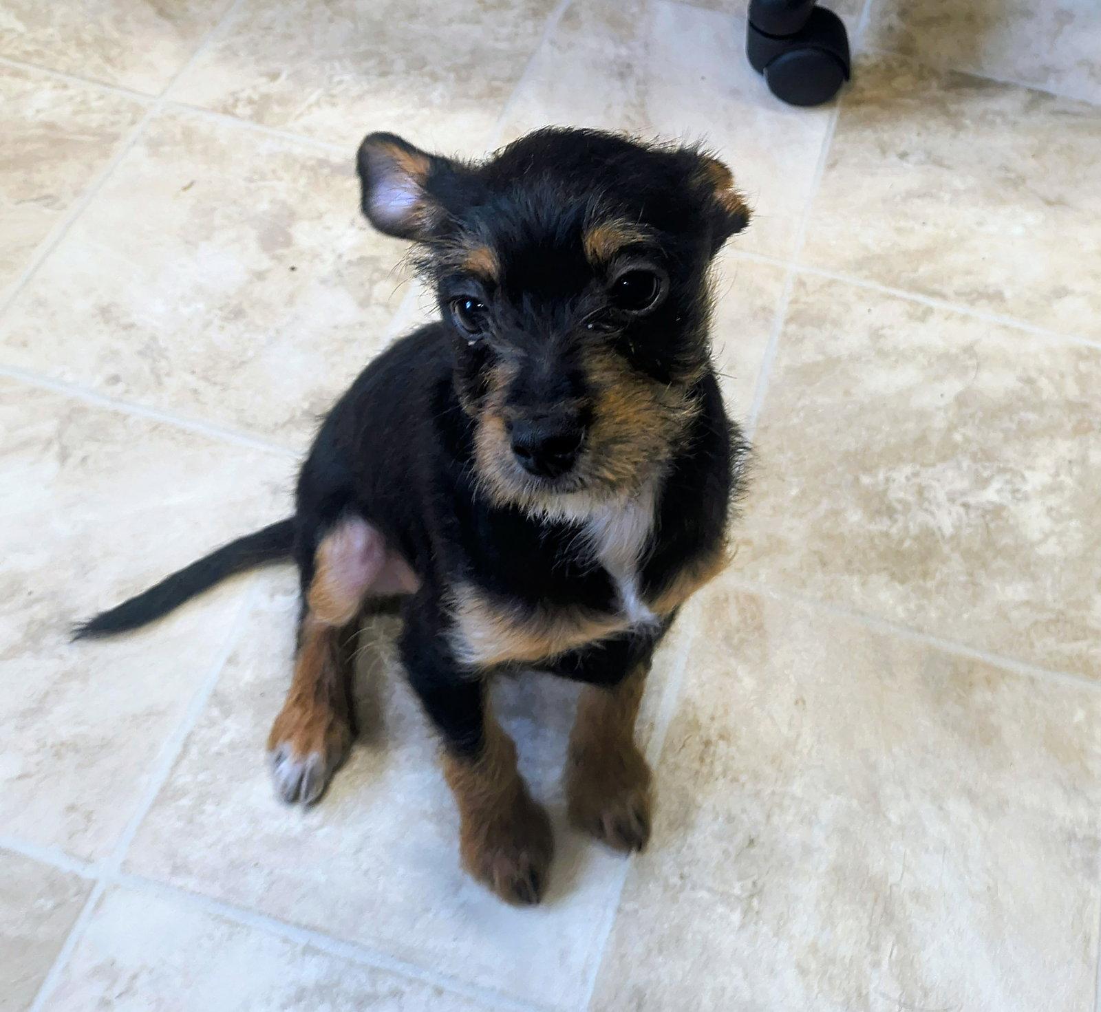 Enlarge Jace, a Adopted mixed breed in Raleigh, NC image 3/3