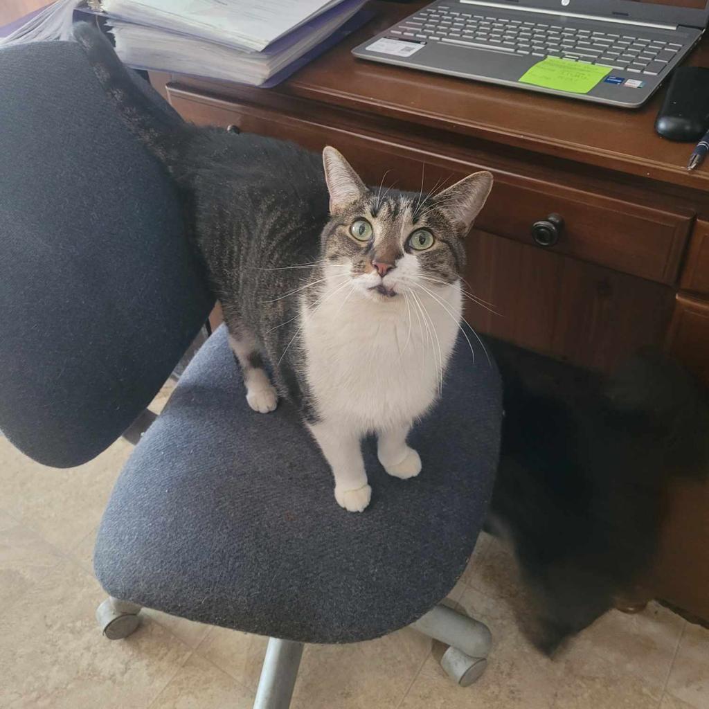 Enlarge Pretty Boy, a Adoptable Domestic Short Hair in Liberty, IN image 1/3