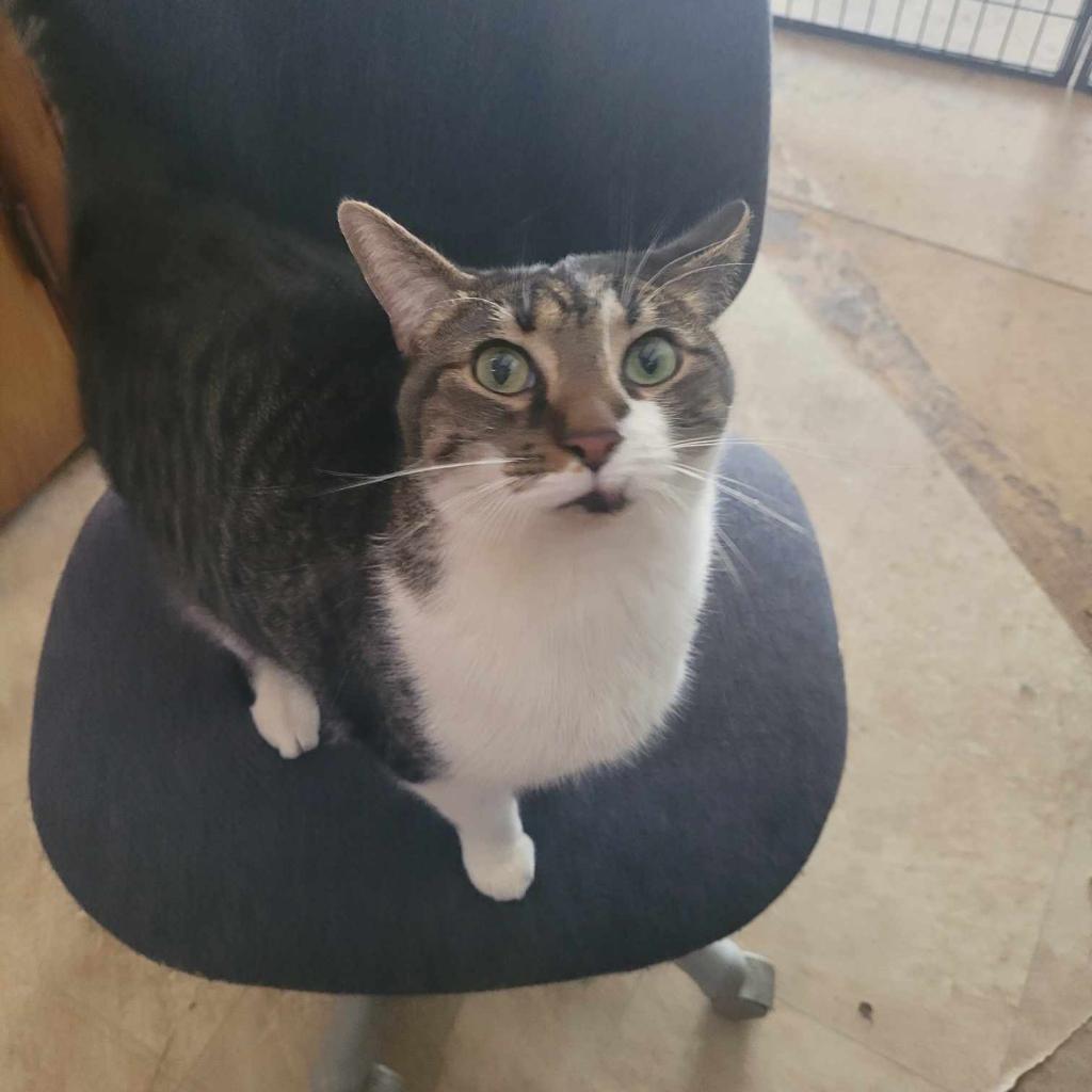 Enlarge Pretty Boy, a Adoptable Domestic Short Hair in Liberty, IN image 2/3