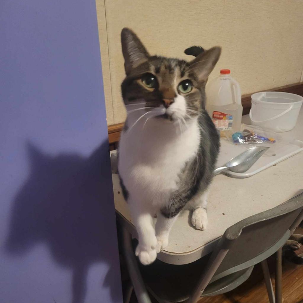 Enlarge Pretty Boy, a Adoptable Domestic Short Hair in Liberty, IN image 3/3