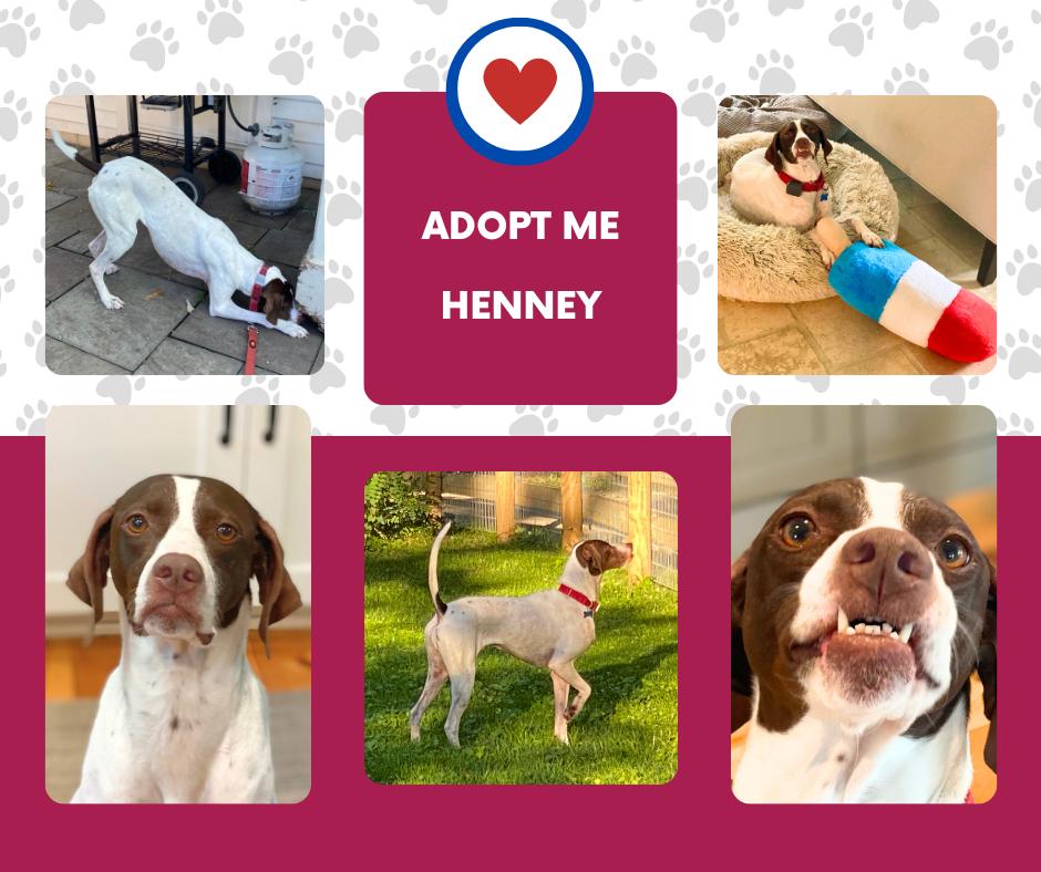 Enlarge Henney (IL), an adoptable English Pointer in Bridgeton, NJ image 1/1