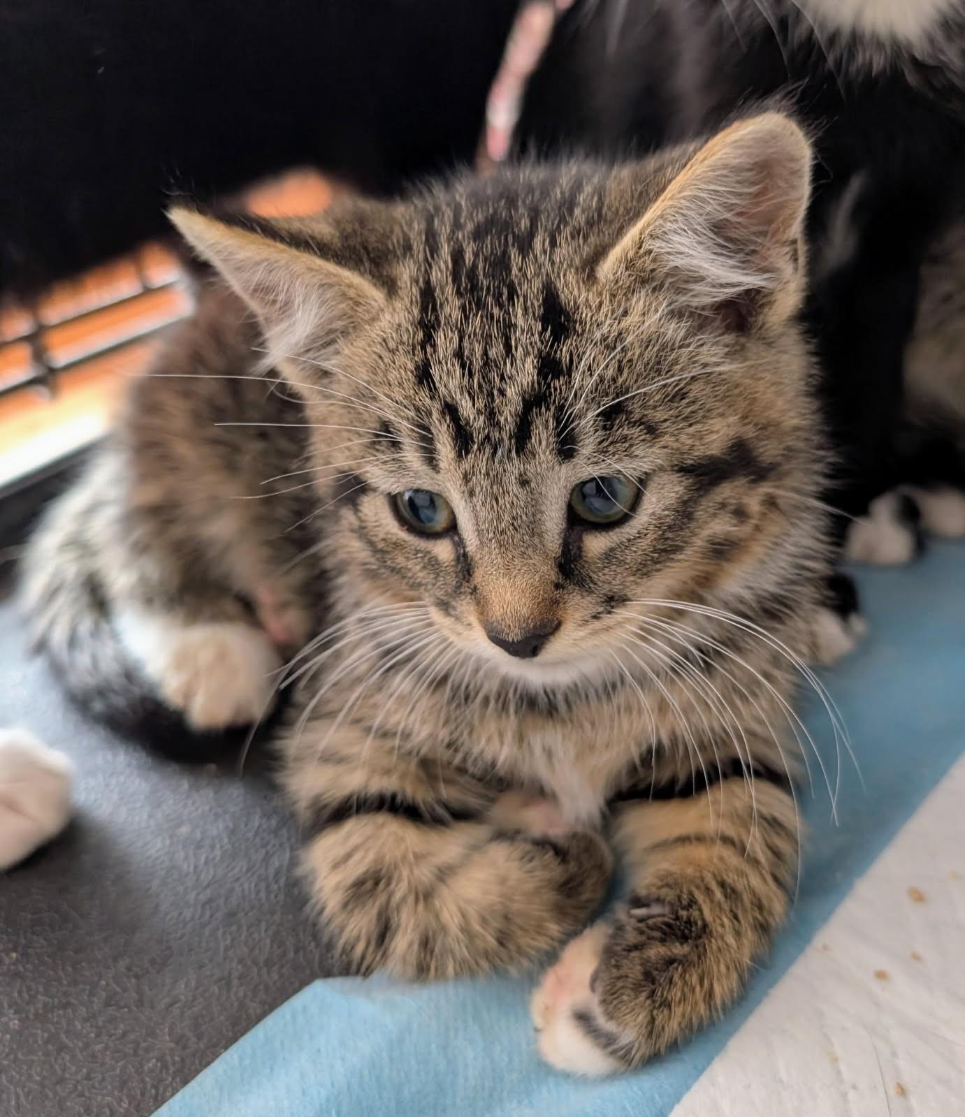 Enlarge Jaliel (Bonded to Junie), a ADOPTABLE mixed breed in Ypsilanti, MI image 1/3