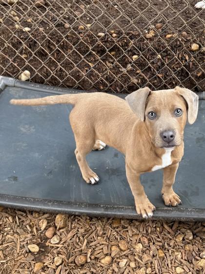 Freedom, Adoptable, Puppy Male Hound & Terrier.