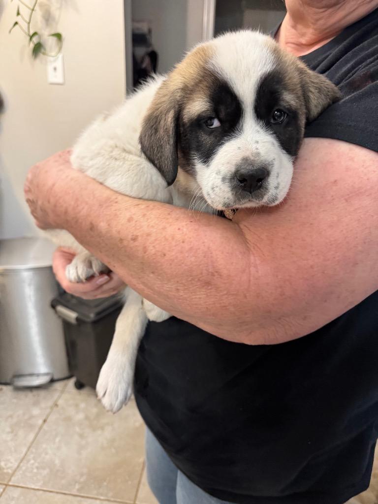 Winnie Puppy, a Adopted Mixed Breed in Little Rock, AR image 1/2